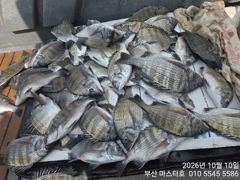 가덕도 대항항 마스터호 감성돔 조황 사진