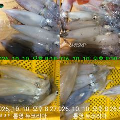 통영항 뉴코리아호 갈치 · 한치 조황 사진