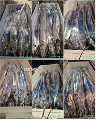 돌산항 여수 강프로호 갈치 조황 사진