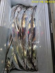 신기항 오디세이호 갈치 조황 사진