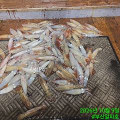 제덕항 여왕벌호 갈치 · 한치 조황 사진