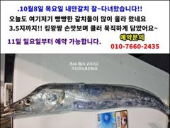 [군산] 10/10. 군산. 대한낚시. 갑오징어. 조황