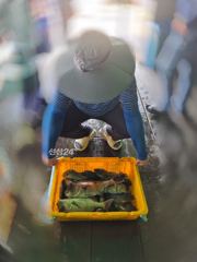 도비도항 도비도 낚시타운 조황 사진