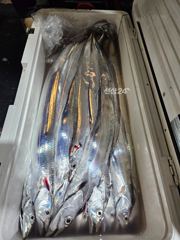 애월항 쎄븐호 갈치 조황 사진