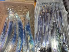 통영항 항진피싱 갈치 조황 사진