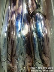 삼포항 해신호 갈치 조황 사진