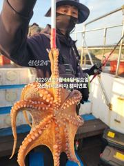 비응항 나드리호 돌문어 조황 사진