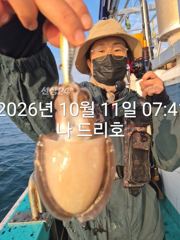 비응항 나드리호 갑오징어 조황 사진