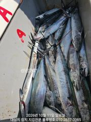 읍천항 블루탱호 삼치 조황 사진
