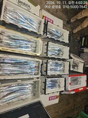 작금항 돌산광성호 갈치 조황 사진