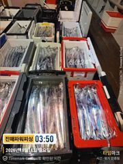 [진해] [갈치/텐빈/텐야]11일입항~쿨러조황입니다[오늘 예약가능]