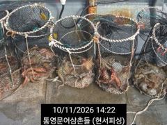 [통영] (문어)골고루~K전후 덩치들 뽑고 또 뽑고~현서피싱(12일 예약…