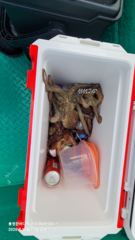 통영한바다호ㅡ문어 오늘 조황.월요일 감성돔흘림 나갑니다