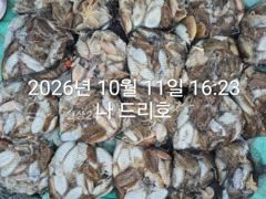 11일, 군산은 갑오징어 천국~싸이즈 굿~오늘도 대박~망탱이 굿조황~군산낚시프라자 나드리호
