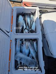 미터오버 대삼치 고시 방어 대아로 퍼담비(모집중)