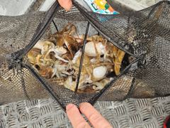 10월 11일 쭈꾸미 갑오징어 조항정보