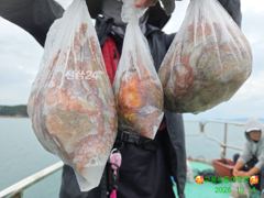 고흥녹동 문어풍년