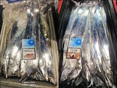 "내만갈치" 빵빵한 씨알+마릿수 넘쳐요!! 연이은 호조황~(예약가능)