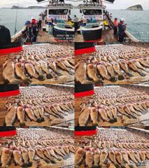 ♥붉바리조황 이정도는 잡아봐야지요 초초대대박 조황입니다[2026년10월11일] ◎ 해마루호가 뜨는이유? 조황때문이죠 ◎ 핵심포인트: 바로진입.. 바로히트.. ◎ 차원이 다른 조황으로 모십니다 ▣ 요즘 붉바리낚시가 대세입니다