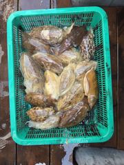 신진도항 퀸블레스호 갑오징어 조황 사진