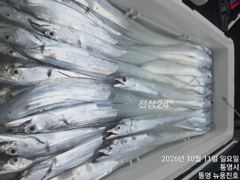 대갈치들로 쿨러가득!! 오늘자리야유