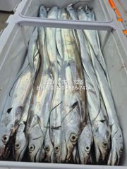 선촌항 신세계호 갈치 조황 사진