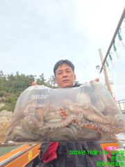 완도항 캡틴이프로호 돌문어 조황 사진