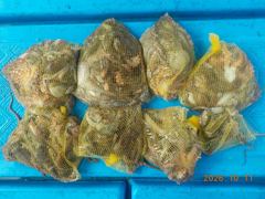 늑도항 찬양호 돌문어 조황 사진