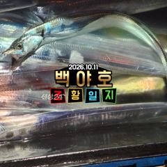 한림항 백야호 갈치 조황 사진