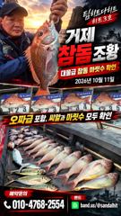 8시간전 [고흥,녹동] 오늘까지는 돼지뚱갑오징어 15일부터는 묵직한 야간 문어로 출발