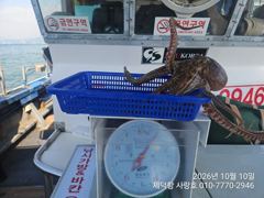 "여밭돌문어" 개인13수12수10수외 중치들과 대물들 마릿수 팍~팍~(예약가능)