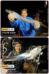 통영 뉴 아시아호>> 4지급~5지급 대갈치로 쿨러 채우고~