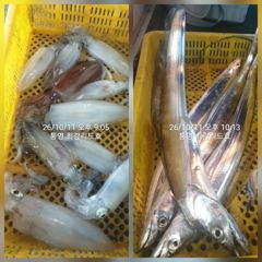 [통영최강리드호] 대치로 손맛 보고, 한치회로 입맛 보고 /수요일부터 출항