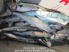 [경주] 12/월, 오전타임ㅡ대삼치들, 중방어들, 그리고 고시삼치들 여전…