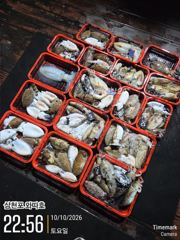 팔포항 와따호 갑오징어 조황 사진