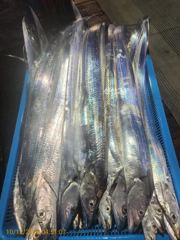 [제주 뉴방주호] 10월12일 씨알 굿 금일 갈치 조황입니다.