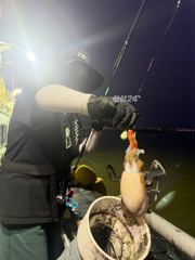 #목포야타피싱 #11일 #야간쭈꾸미&갑오징어 #짬낚시 #조황!