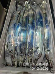 행암항 도시어부호 갈치 조황 사진