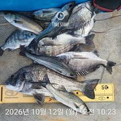 [사천] 삼천포 내만권 감성돔