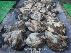 비응항 어청도호 갑오징어 조황 사진