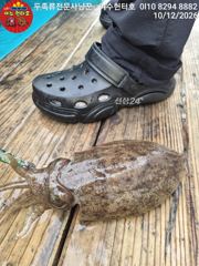 여수헌터호 신발짝 갑오징어 조황입니다 이번주 예약가능 합니다
