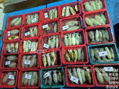 무늬오징어 팁런 꾸준한 씨알 마릿수 ᆢ 수 목 금 토. 쪽_ 예약가능