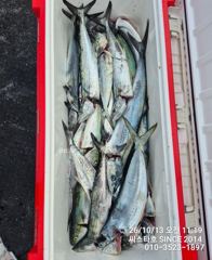 (씨스타호) 삼치 바디훅인 줄 알았더니… 알고 보니 방어 훅!아~~~