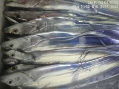 구조라항 뉴진성호 갈치 조황 사진
