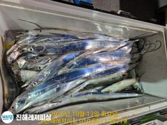 진해레져 갈치 조황 사진