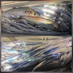 통영항 수은호 갈치 조황 사진