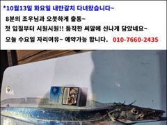[진해] [14일입항] "내만갈치" 3지이상까징!! 빵빵한 씨알에 손맛보…