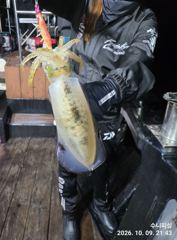 [거제] (팁런)내만 무늬 고구마 전후 마릿수도 OK~수니피싱(오늘예약)