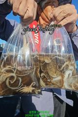 14일 왕주꾸미 조황(낼 선수모집)