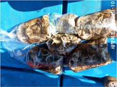 [사천] [새행복호] 삼천포 문어 / 주꾸미 낚시배 출조 예약가능